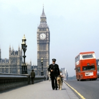 Picture of german shepherd dog from druidswood, police dog in london on westminster bridge