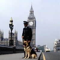 Picture of german shepherd dog from druidswood, police dog near big ben