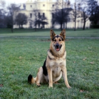 Picture of german shepherd dog from druidswood