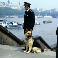 Picture of german shepherd dog from druidswood, police dog on westminster bridge