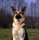 Picture of german shepherd dog from rozavel, looking alert