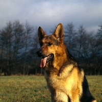 Picture of german shepherd dog from rozavel portrait