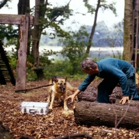 Picture of german shepherd dog guarding a case with trainer