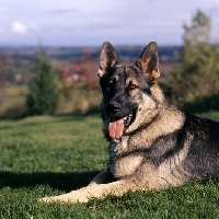 Picture of german shepherd dog head and shoulders