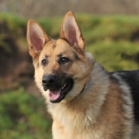 Picture of German Shepherd Dog head shot with mouth open and looking towards camera