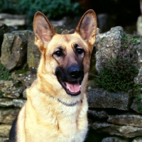 Picture of german shepherd dog head study