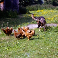 Picture of german shepherd dog herding hens