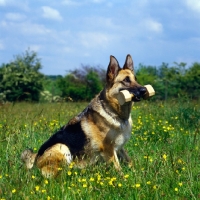 Picture of german shepherd dog holding dumb-bell 