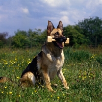 Picture of german shepherd dog holding dumbbell
