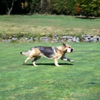 Picture of german shepherd dog in action carrying dumb-bell