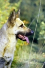 Picture of german shepherd dog in grass, head study