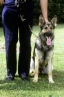 Picture of german shepherd dog in training for police work