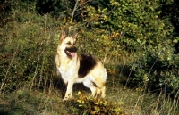 Picture of german shepherd dog in woods