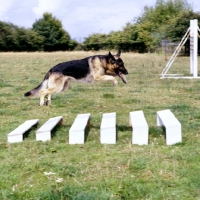 Picture of german shepherd dog jumping an obstacle