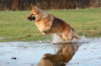 Picture of German Shepherd Dog jumping into water