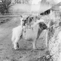 Picture of german shepherd dog jumping over a shetland pony