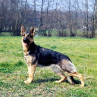 Picture of german shepherd dog looking alert