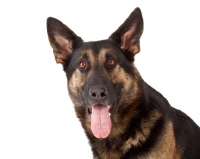 Picture of German Shepherd Dog looking at camera