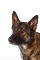 Picture of German Shepherd Dog looking away