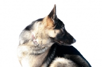 Picture of German Shepherd dog looking back over her shoulder