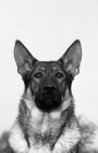 Picture of german shepherd dog looking straight at camera