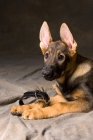 Picture of German Shepherd dog lying down with collar off