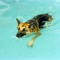 Picture of german shepherd dog, nanook, swimming  in a dog pool