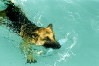 Picture of german shepherd dog, nanook, swimming in pool