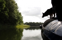 Picture of German Shepherd Dog on boat