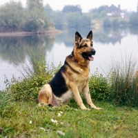 Picture of german shepherd dog on river bank