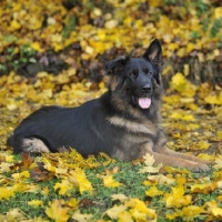 Picture of german shepherd dog, one ear down, lying in autumn leaves