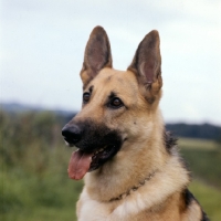 Picture of german shepherd dog, portrait, stella