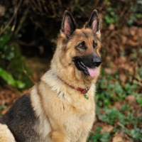 Picture of German Shepherd dog portrait with tongue out