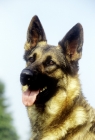 Picture of german shepherd dog portrait