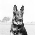 Picture of german shepherd dog, portrait