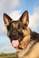 Picture of German Shepherd Dog portrait