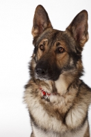 Picture of German Shepherd Dog portrait
