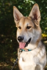 Picture of German Shepherd dog portrait