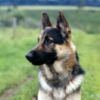 Picture of german shepherd dog portrait