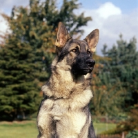 Picture of german shepherd dog portrait