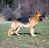Picture of German Shepherd Dog, posed