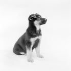 Picture of german shepherd dog puppy