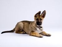 Picture of German Shepherd Dog puppy