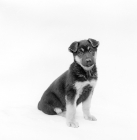 Picture of german shepherd dog puppy