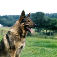 Picture of german shepherd dog side view