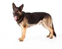 Picture of German Shepherd Dog, side view