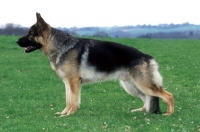 Picture of German Shepherd Dog side view