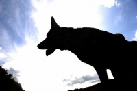 Picture of German Shepherd Dog silhouette