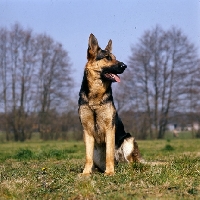 Picture of german shepherd dog sitting in a field