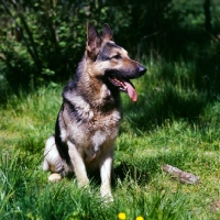 Picture of german shepherd dog sitting in grass